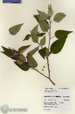 URN_catalog_HBHinton_herbarium_28160.jpg.jpg
