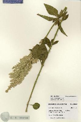 URN_catalog_HBHinton_herbarium_28165.jpg.jpg