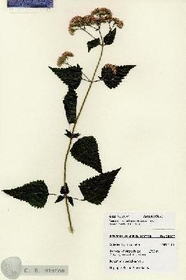 URN_catalog_HBHinton_herbarium_28167.jpg.jpg