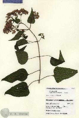 URN_catalog_HBHinton_herbarium_28168.jpg.jpg