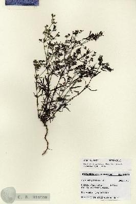 URN_catalog_HBHinton_herbarium_28172.jpg.jpg