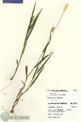 URN_catalog_HBHinton_herbarium_28176.jpg.jpg
