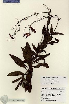 URN_catalog_HBHinton_herbarium_28177.jpg.jpg