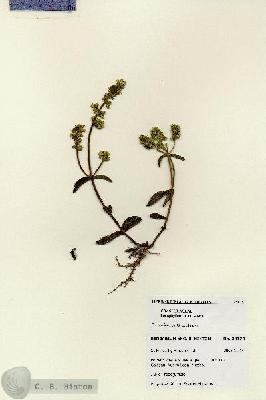 URN_catalog_HBHinton_herbarium_28178.jpg.jpg