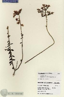URN_catalog_HBHinton_herbarium_28181.jpg.jpg