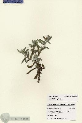 URN_catalog_HBHinton_herbarium_28183.jpg.jpg