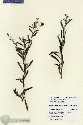 URN_catalog_HBHinton_herbarium_28185.jpg.jpg