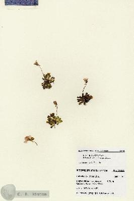 URN_catalog_HBHinton_herbarium_28188.jpg.jpg