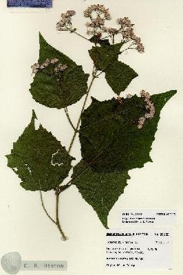 URN_catalog_HBHinton_herbarium_28189.jpg.jpg
