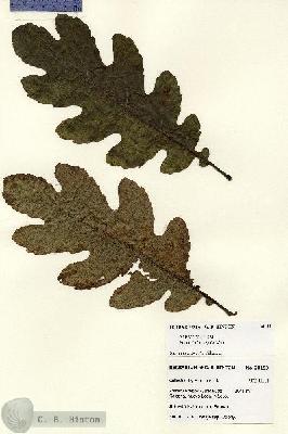 URN_catalog_HBHinton_herbarium_28193.jpg.jpg