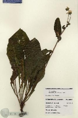 URN_catalog_HBHinton_herbarium_28205.jpg.jpg