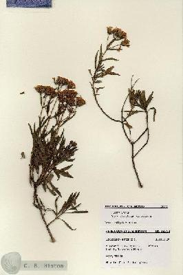 URN_catalog_HBHinton_herbarium_28212.jpg.jpg