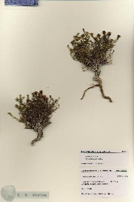 URN_catalog_HBHinton_herbarium_28217.jpg.jpg