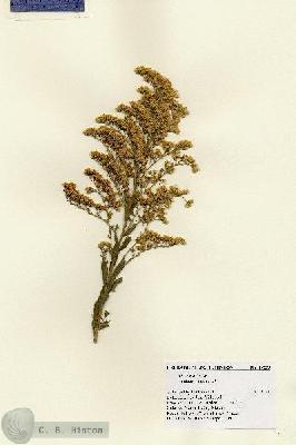 URN_catalog_HBHinton_herbarium_28279.jpg.jpg