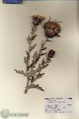 URN_catalog_HBHinton_herbarium_28287.jpg.jpg