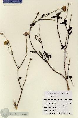 URN_catalog_HBHinton_herbarium_28295.jpg.jpg