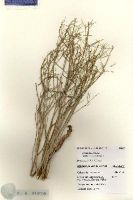 URN_catalog_HBHinton_herbarium_28347.jpg.jpg