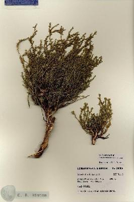 URN_catalog_HBHinton_herbarium_28306.jpg.jpg