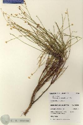 URN_catalog_HBHinton_herbarium_28308.jpg.jpg