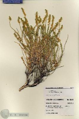 URN_catalog_HBHinton_herbarium_28359.jpg.jpg