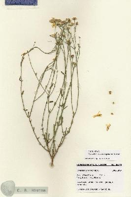 URN_catalog_HBHinton_herbarium_28373.jpg.jpg