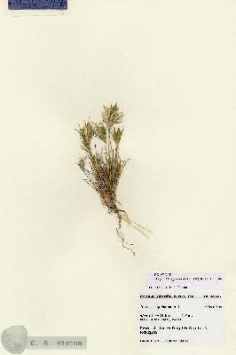 URN_catalog_HBHinton_herbarium_28377.jpg.jpg