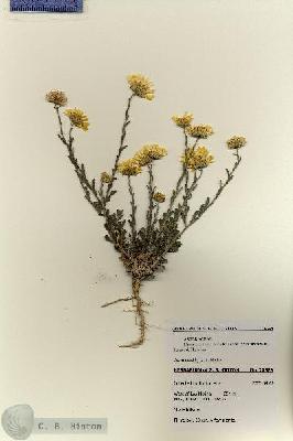 URN_catalog_HBHinton_herbarium_28389.jpg.jpg