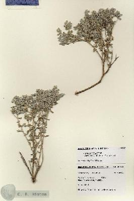 URN_catalog_HBHinton_herbarium_28397.jpg.jpg