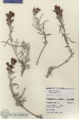 URN_catalog_HBHinton_herbarium_28400.jpg.jpg