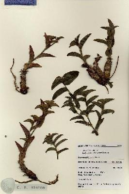 URN_catalog_HBHinton_herbarium_28409.jpg.jpg