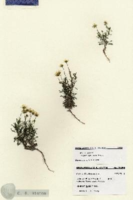 URN_catalog_HBHinton_herbarium_28588.jpg.jpg