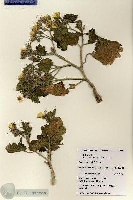 URN_catalog_HBHinton_herbarium_28381.jpg.jpg