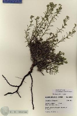 URN_catalog_HBHinton_herbarium_28382.jpg.jpg
