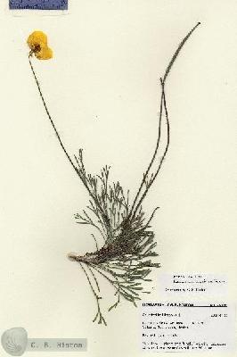 URN_catalog_HBHinton_herbarium_28589.jpg.jpg