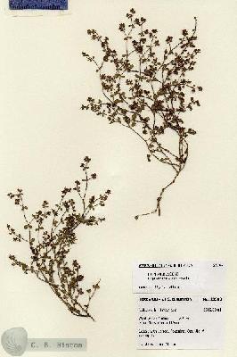 URN_catalog_HBHinton_herbarium_28383.jpg.jpg