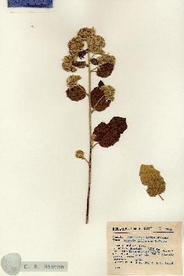 URN_catalog_HBHinton_herbarium_2859.jpg.jpg