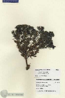 URN_catalog_HBHinton_herbarium_28613.jpg.jpg