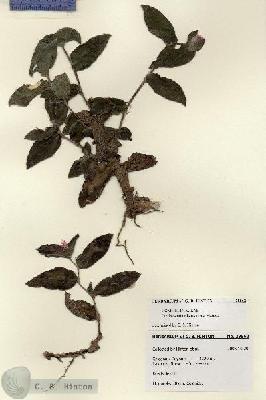 URN_catalog_HBHinton_herbarium_28562.jpg.jpg