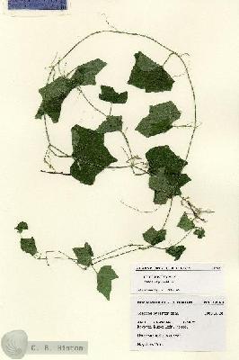 URN_catalog_HBHinton_herbarium_28568.jpg.jpg