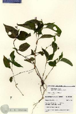 URN_catalog_HBHinton_herbarium_28569.jpg.jpg