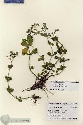 URN_catalog_HBHinton_herbarium_28570.jpg.jpg
