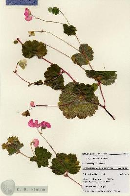 URN_catalog_HBHinton_herbarium_28571.jpg.jpg