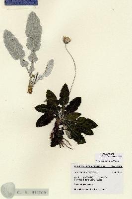URN_catalog_HBHinton_herbarium_28574.jpg.jpg