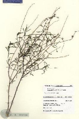URN_catalog_HBHinton_herbarium_28593.jpg.jpg