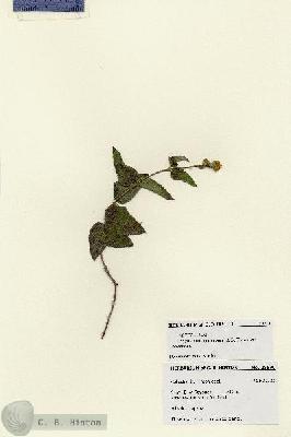 URN_catalog_HBHinton_herbarium_28576.jpg.jpg