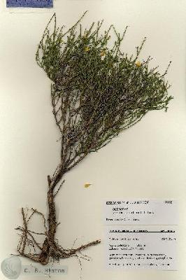 URN_catalog_HBHinton_herbarium_28583.jpg.jpg