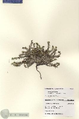 URN_catalog_HBHinton_herbarium_28616.jpg.jpg