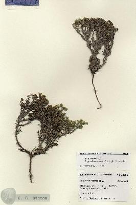 URN_catalog_HBHinton_herbarium_28605.jpg.jpg