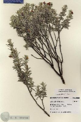 URN_catalog_HBHinton_herbarium_28608.jpg.jpg