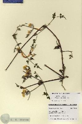 URN_catalog_HBHinton_herbarium_28685.jpg.jpg